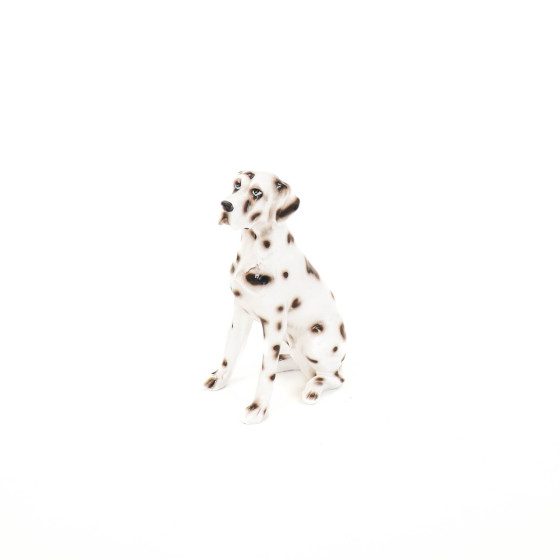 HV Dalmatian - Black/White